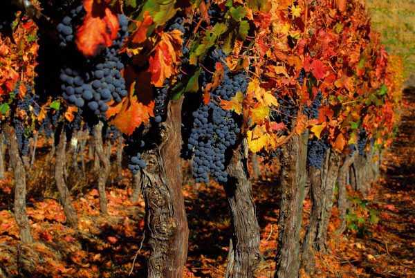 Когда осенью сажать виноград